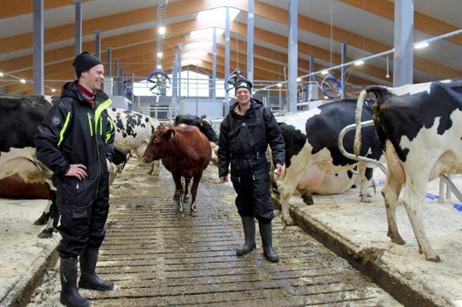 – Hankimme yhteisnavettaamme kaksi lypsyrobottia. Yksin emme olisi investoineet niin paljon kuin yhdessä, Jukka Teppo ja Marko Hautamäki sanovat. Kuvat: Mia Kärkkäinen