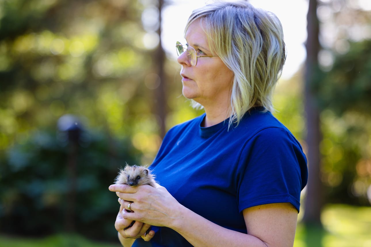 Anu Köykkä vapauttaa siilit, kun ne ovat tarpeeksi isoja. Alipainoiset siilit jäävät talveksi Köykän navettaan.