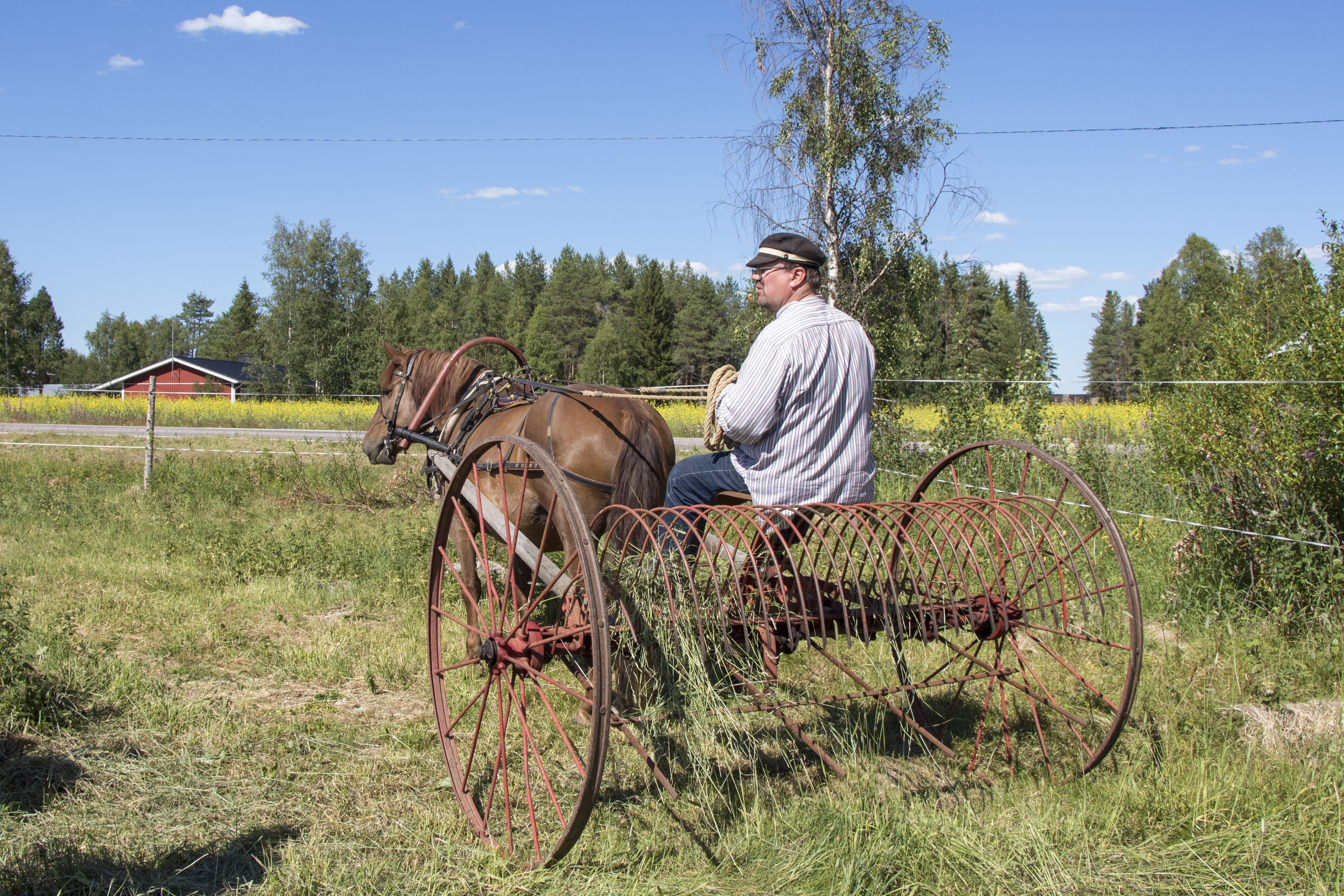 Tulimaja toimii työhevosena esimerkiksi heinäpellolla ja toisaalta tapahtumien kyydityksissä. - Nykyajan työhevosen kanssa olennaista on, että hevonen on pideltävä. Hevosella pitää voida esimerkiksi ajaa kaupungissa ja sen pitää malttaa odottaa kirkon edessä, että hääpari pääsee kyytiin. Sitäkin pidän arvossa, että ajuri pystyy valjastamaan hevosen yksin, Jauhiainen kuvailee työhevosen ihannettaan.