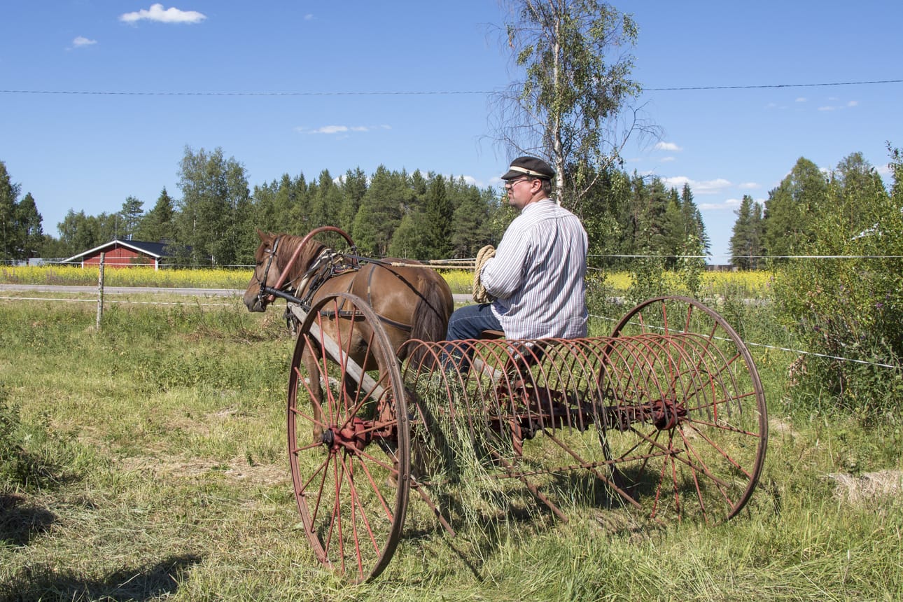 Tulimaja toimii työhevosena esimerkiksi heinäpellolla ja toisaalta tapahtumien kyydityksissä. - Nykyajan työhevosen kanssa olennaista on, että hevonen on pideltävä. Hevosella pitää voida esimerkiksi ajaa kaupungissa ja sen pitää malttaa odottaa kirkon edessä, että hääpari pääsee kyytiin. Sitäkin pidän arvossa, että ajuri pystyy valjastamaan hevosen yksin, Jauhiainen kuvailee työhevosen ihannettaan.