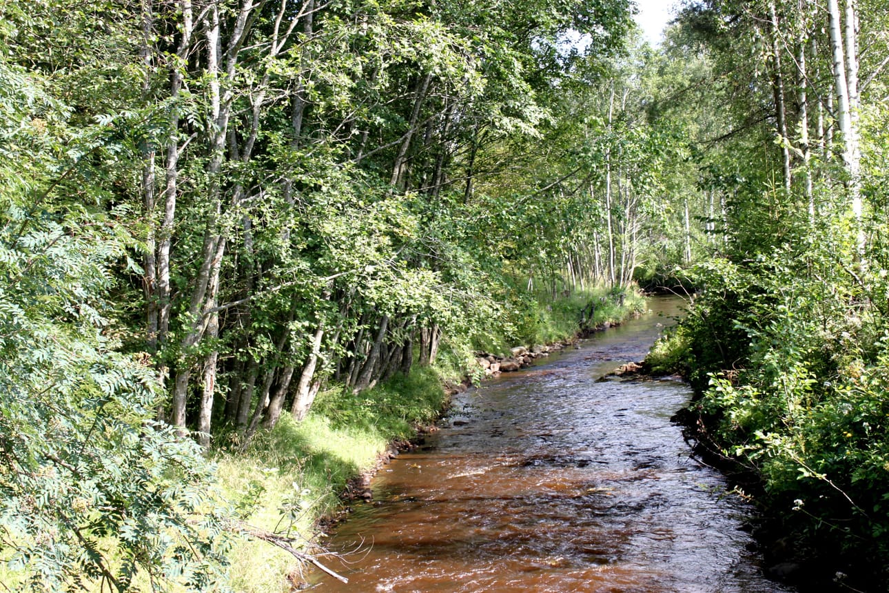 Vuolunojan kesää. Kuva Aada Junttila