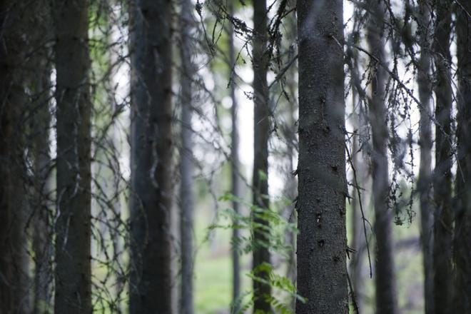 Suomen tärkein rakennuspuu on kuusi. Eri tavoin lujuusluokiteltua puuta käytetään erityisesti runkorakentamisessa. KUVA: Hanna Leppänen