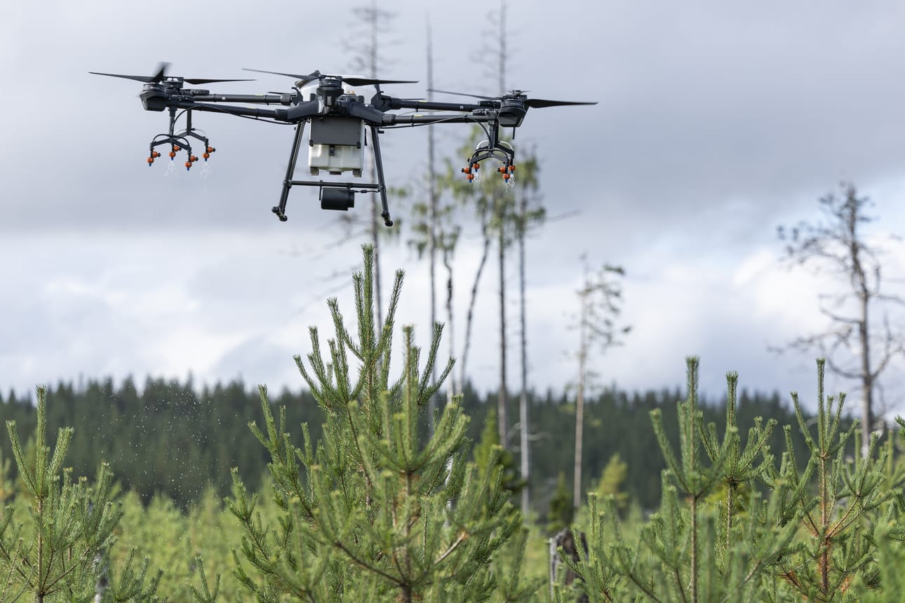 Ruiskutusdrooni työssään. Tekoälyllä terästettynä drooni osaa tunnistaa, mikä latva kaipaa syönninestoainetta ollakseen hirveltä turvassa.