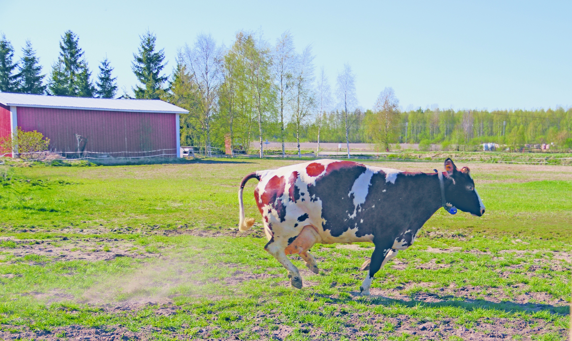 - Muut lehmät väistävät Viikinkiä, kun se lähtee liikkeelle, Jaana Sohlo tietää kertoa.