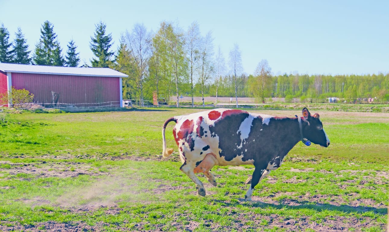 - Muut lehmät väistävät Viikinkiä, kun se lähtee liikkeelle, Jaana Sohlo tietää kertoa.