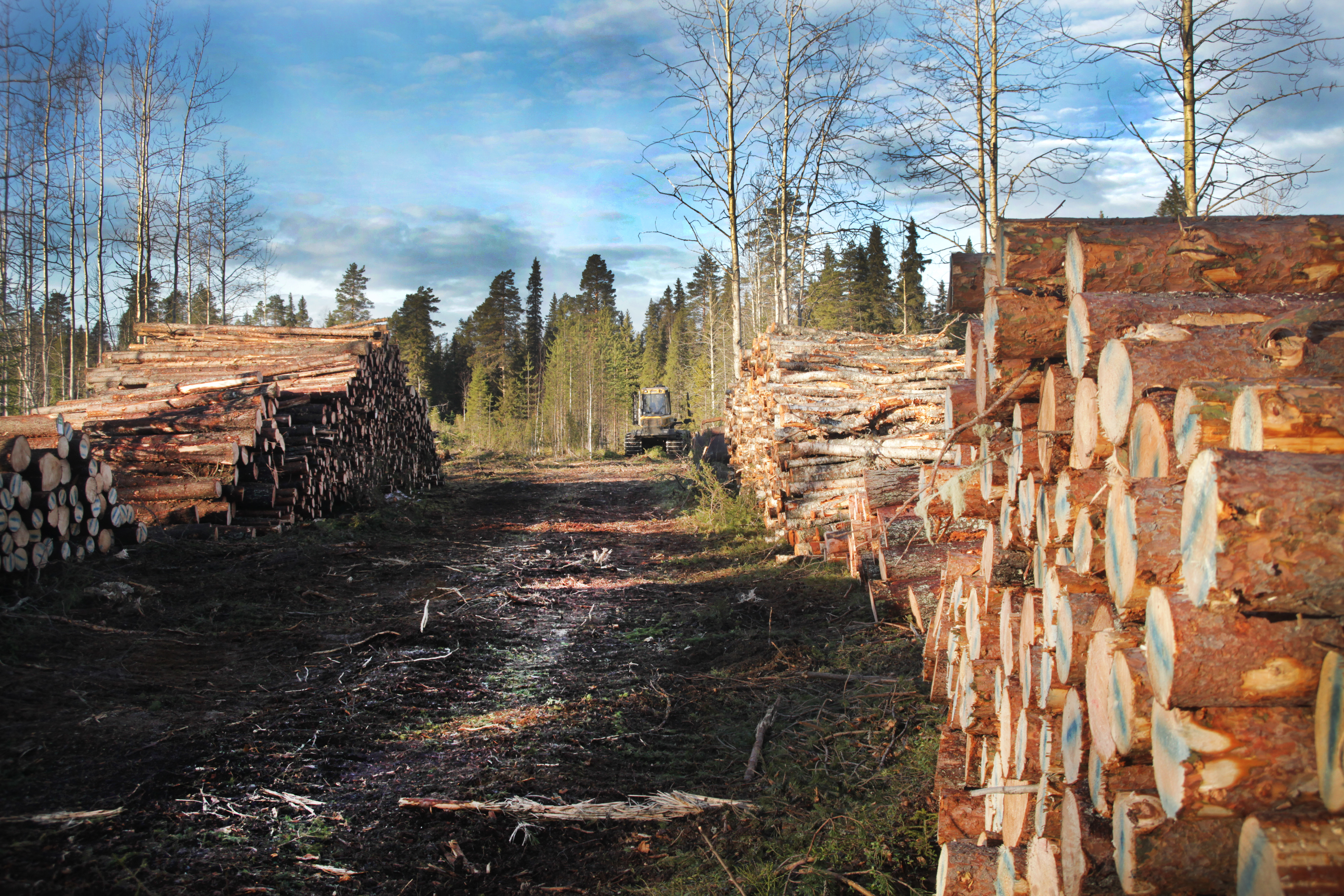 Uusi keksintö saattaisi luvata metsille uutta kysyntää