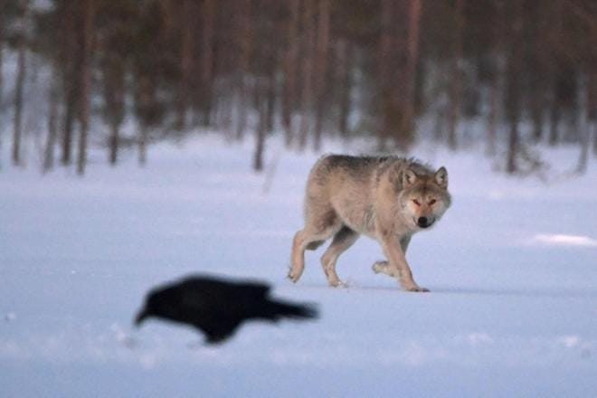 Susi Kuhmon erämaassa. Kuva: LEHTIKUVA / JUSSI NUKARI