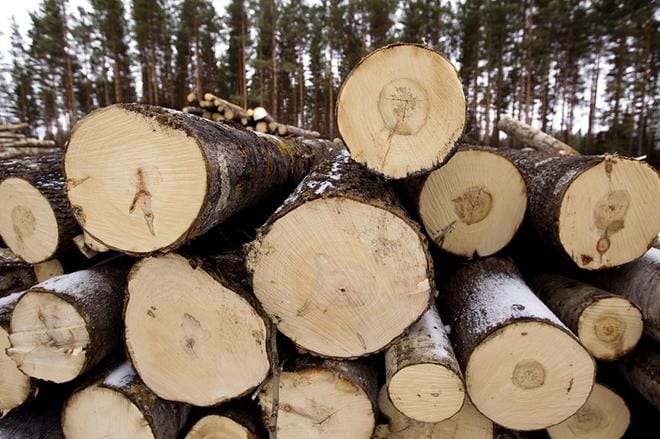 Viime vuoden uudistushakkuutahdilla Etelä- ja Keski-Pohjanmaan yksityismetsien kiertoaika oli 106 vuotta. Hakkuita on yhä mahdollisuus lisätä. KUVA: JOUKO HÄNNINEN