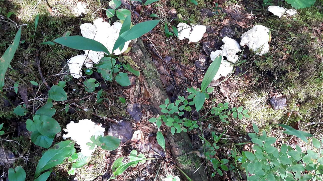 Lampaankääpä esiintyy paikoin runsaslukuisesti. Sieni on vientituote, jolle löytyy markkinoita enemmän kuin yritykset ovat saaneet ostettua.