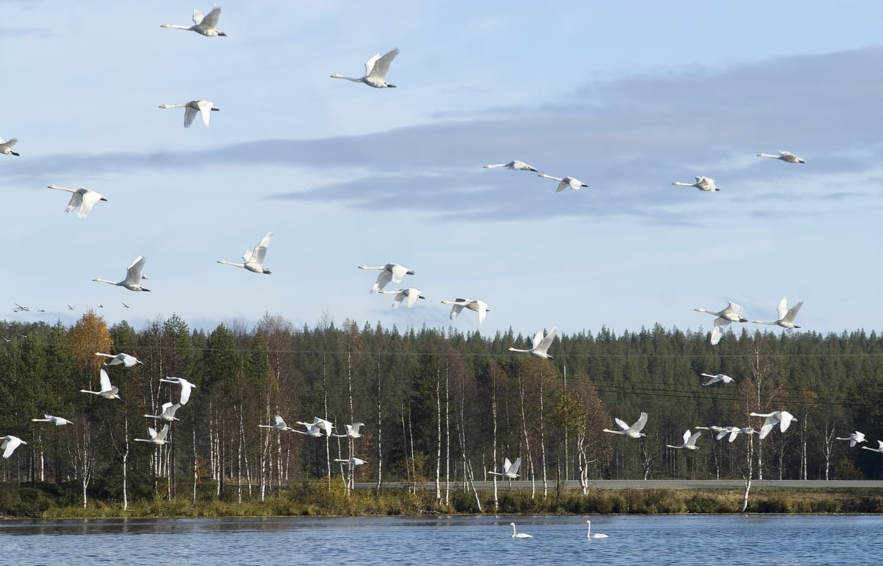 Joutsenten määrä on lisääntynyt huomattavasti viime vuosina.