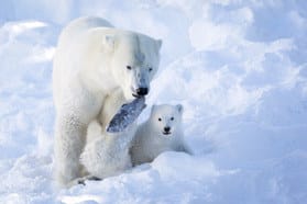 Ranuan eläinpuiston Venus tuo pentunsa ensimmäisen kerran ulos helmi-maaliskuulla. Kuvassa on eläinpuistossa vuonna 2011 syntynyt Ranzo, joka oli kautta aikojen ensimmäinen Suomessa syntynyt ja eloon jäänyt jääkarhunpentu.