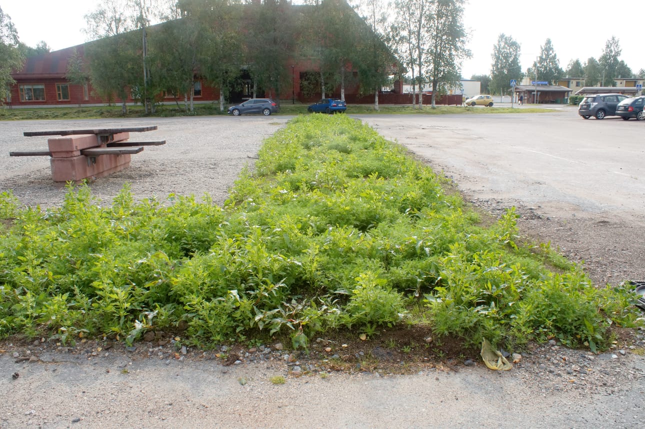 Maailman suurimman hirsisen päiväkodin viereen kaavaillaan yksityistä päiväkotia, joka sekin on haaveissa rakentaa hirrestä. Tuleeko suurempi, sen aika näyttää.