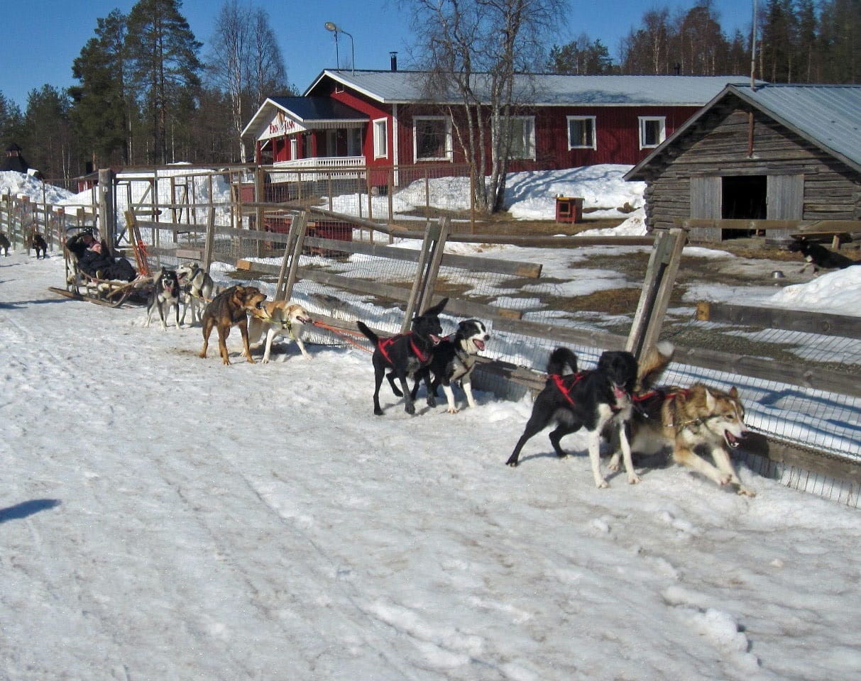 Tuikun asukkaat kävivät kevätretkellään koiravaljakkoajalulla.
