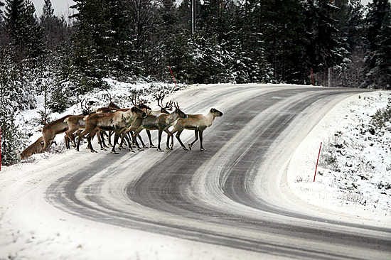Hienoista metsäpeuramäärän kasvua Kainuussa on edeltänyt aallonpohjasta elpynyt vasatuotto.