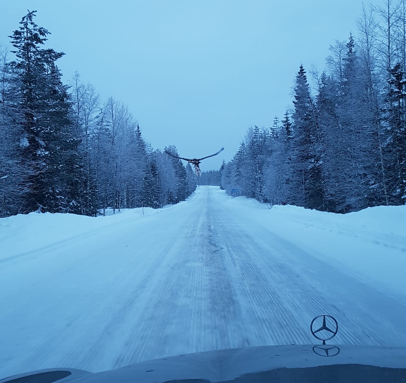 Maakotka otti saaliikseen jäniksen auton edestä Pudasjärvellä.