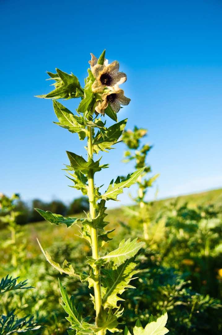 Hullukaali viihtyy ihmisasutuksen lähellä. Se on kaksivuotinen, 15–100 senttiä korkea ruoho, jota esiintyy pihoissa, tienvarsilla, pelloilla ja joutomailla Etelä- ja Keski-Suomessa, satunnaisesti pohjoisempanakin.