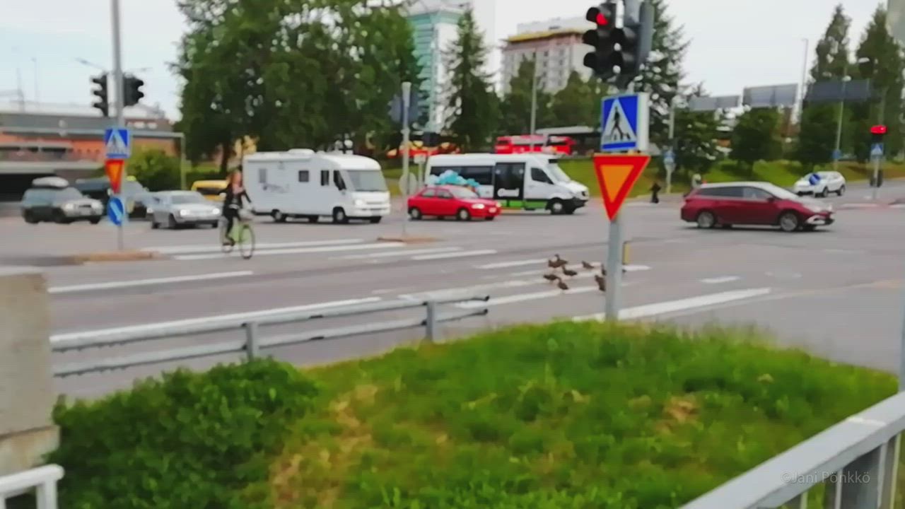 Sorsaperhe ylittää tien vihreillä valoilla