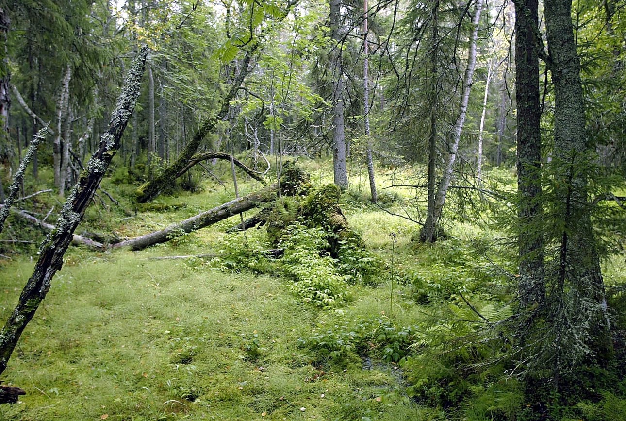 Viinivaaran maisemia Utajärvellä. Kuva ei liity löytöpaikkaan.