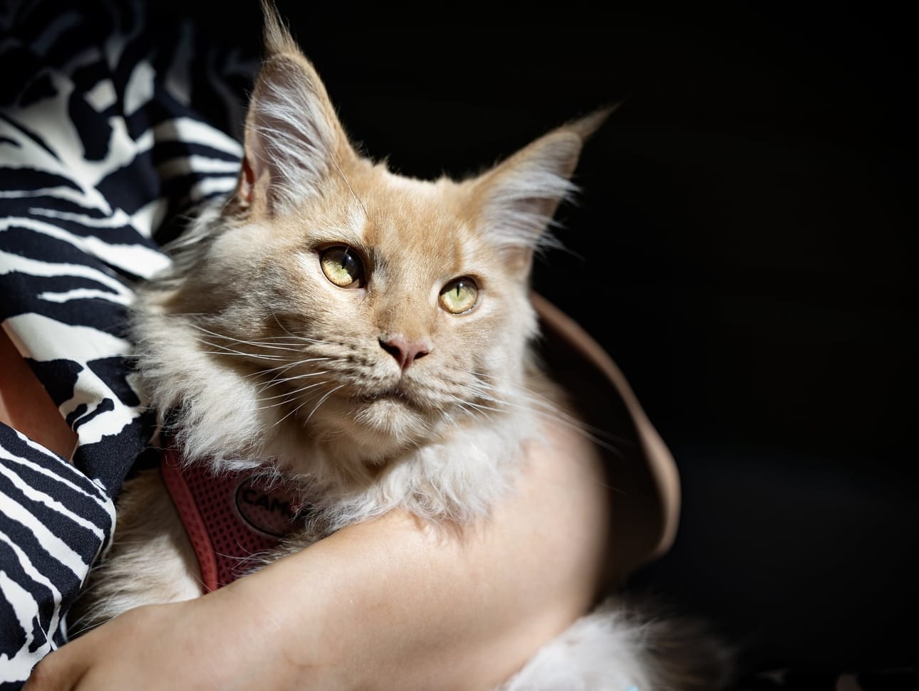 Kuvassa maine coon -rotuinen Elvis-kissa. Kuva ei liity jutun aiheeseen. Arkistokuva.