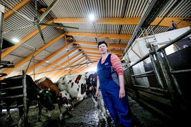 Tuulettimen alla kelpaa vilvoitella ja ilmavirran huomaa. Ilvessaaren maatilan katossa pyörii kaksi helikopterituuletinta. Kolmas on jo tilattu. Merja Ilvessaari on huomannut, että lehmät ryhmittäytyvät kuumalla säällä tuulettimien alle. KUVAT: JAAKKO ELENIUS