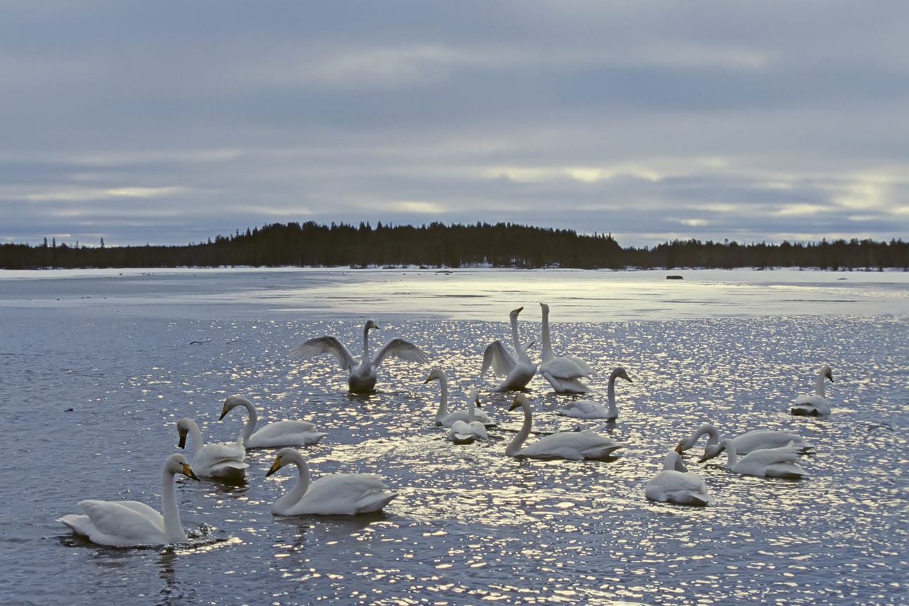 Arkistokuva. Joutsenet, palaavat ne keväisin.