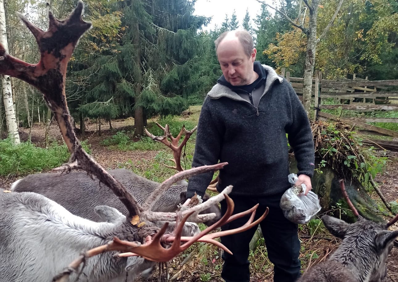 Jäkäläpussin rapina houkutti tilan porot herkkujen äärelle myös kuvaushetkellä.