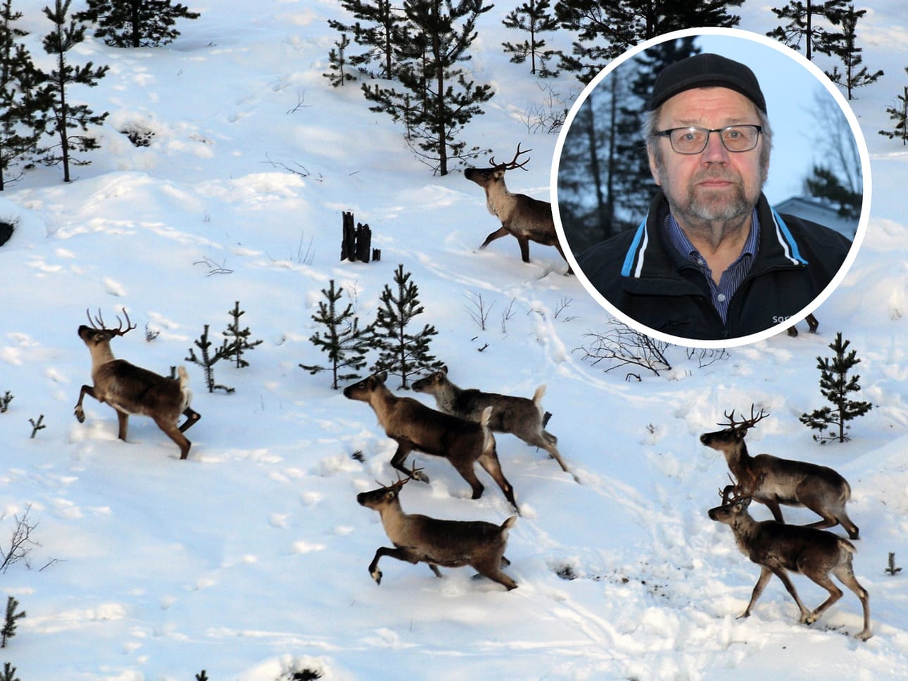 Metsäpeuroja maastossa. Tiedossa ei ole, missä kuva on otettu.