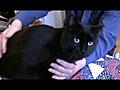 Kissa diabeteshoitajana