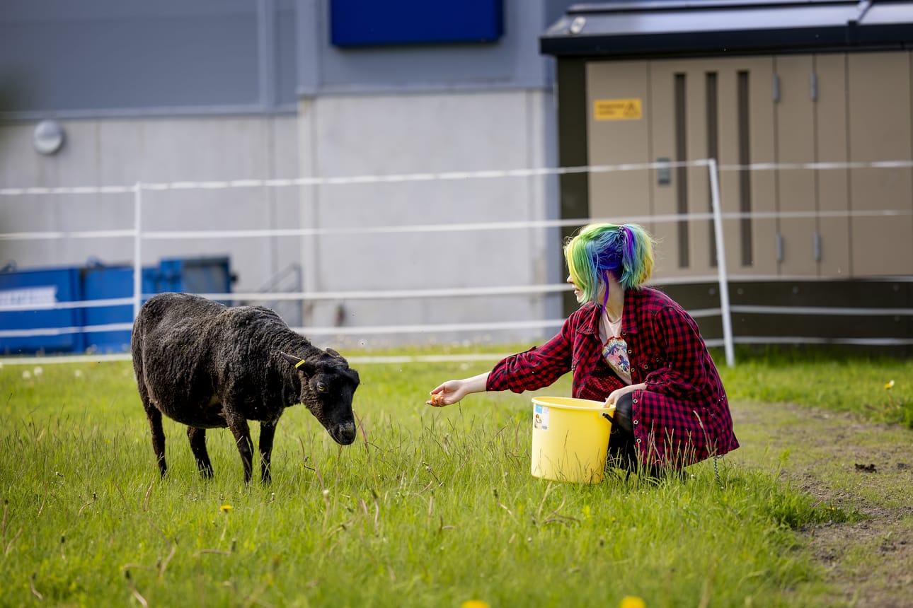 Kesätyöntekijä Ronja Jousmäki on tottunut lampaiden hoitaja.
