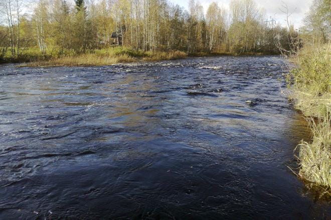 Lapväärtinjoessa, joka yläjuoksullaan tunnetaan Isojokena, ph on muita alueen jokia korkeampo. Se on Suomen eteläisin joki, jonka yläjuoksulla meritaimen kasvaa luonnollisena. Alajuoksulta nousee siikaa ja joesta kalastetaan myös nahkiaista. Poikkeuksellisen voimakas happamuus on myrkkyä pohjalaisjokien kalakannoille. Arkistokuva: Jukka Svenström
