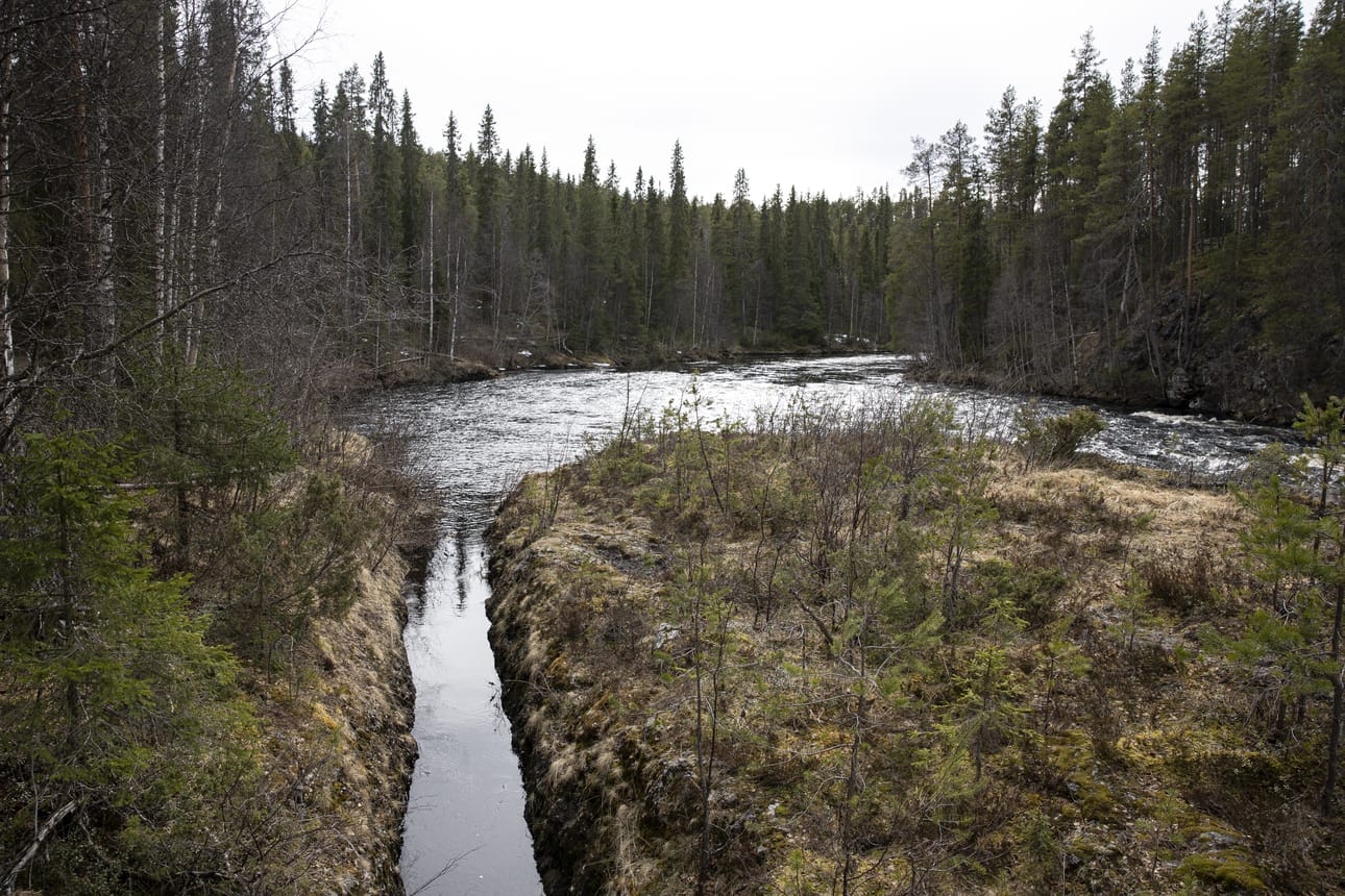 Kiutakönkään pääuoman ohittavassa uittouomassa ei ollut nähtävillä kevättulvasta johtuvaa virtaamaa.