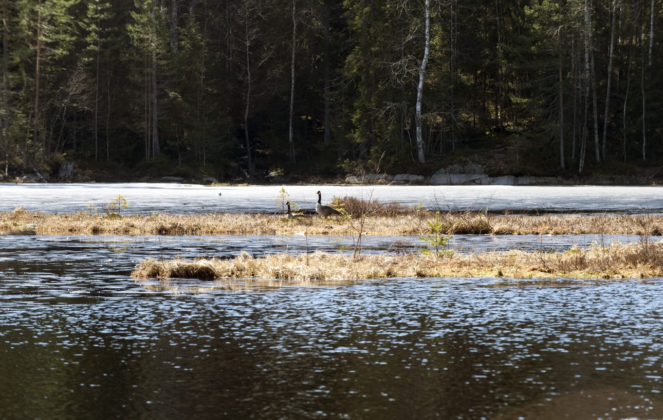 Nämä kanadanhanhet kuvattiin vuosi sitten Nuuksiossa.