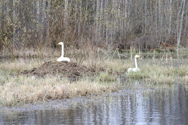 Alajärveläinen valokuvaaja Tapani Tallbacka odottelee jo, josko poikaset lähtisivät pesästä uiskentelemaan. KUVA: TAPANI TALLBACKA