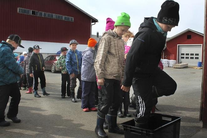 Suomessa navetoiden hygieniasta pidetään tarkasti huolta ja se tuottaa tuloksia. Arkistokuvassa koululaiset menevät puhdistuksen kautta vierailulle maitotilalle. KUVA: SILJA ANNILA