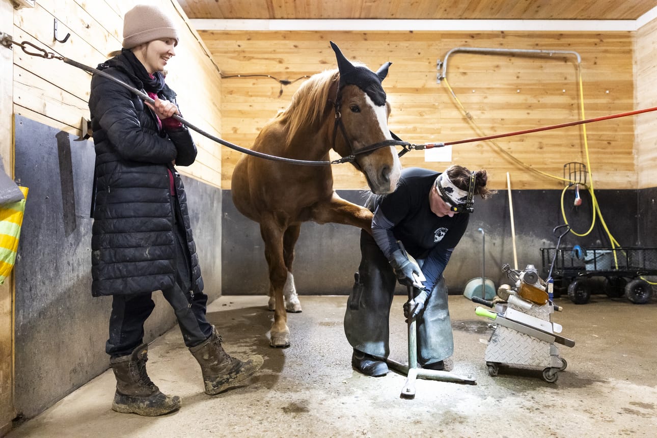 Anu Torvinen kengitti keskiviikkona Maija Tervakankaan hevosta Pikkasen Kallista Nord Equinen tallilla Letontien varrella.