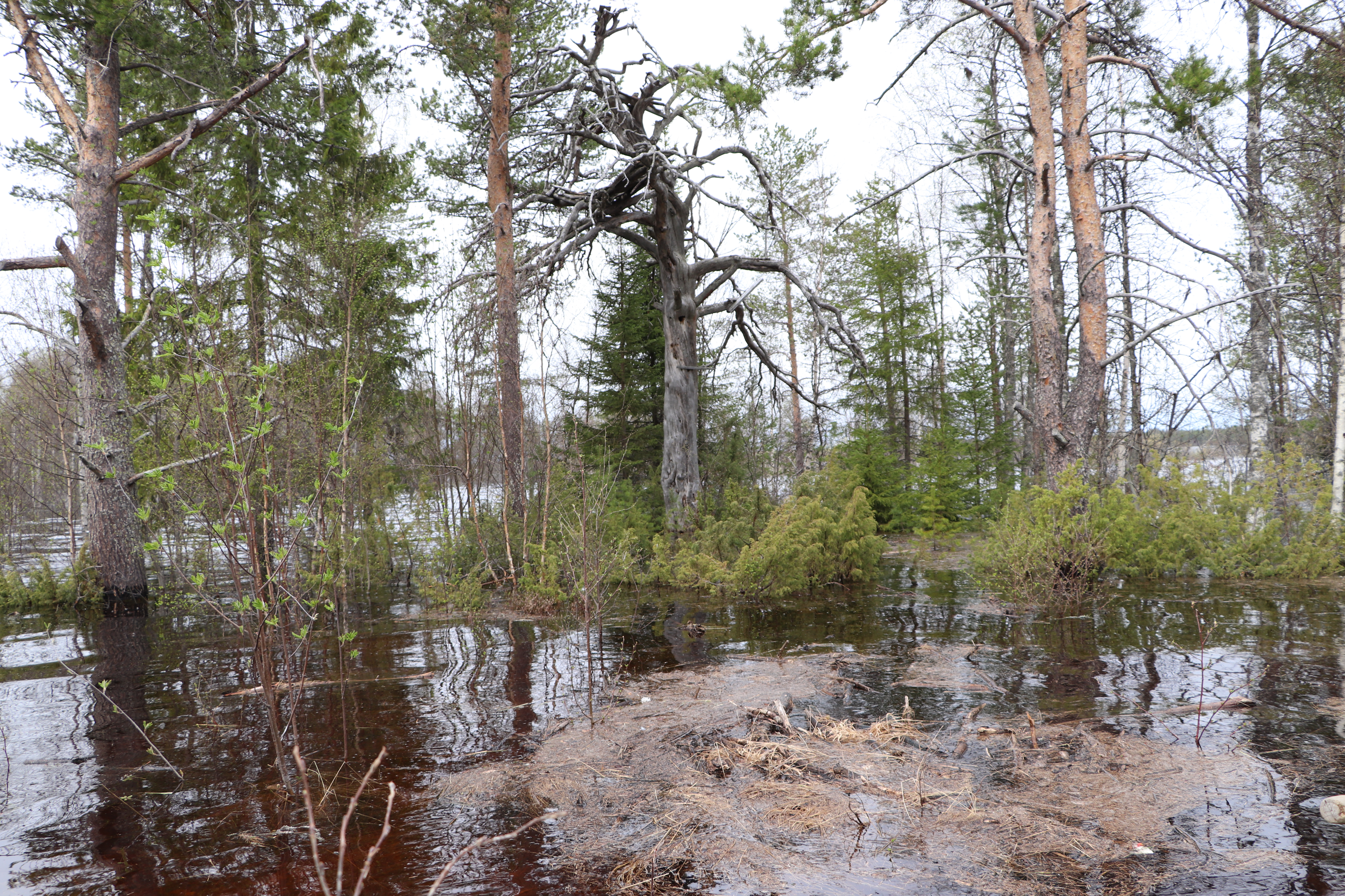 Petäjäkankaantien varresta kuvattua 27.5.2020.