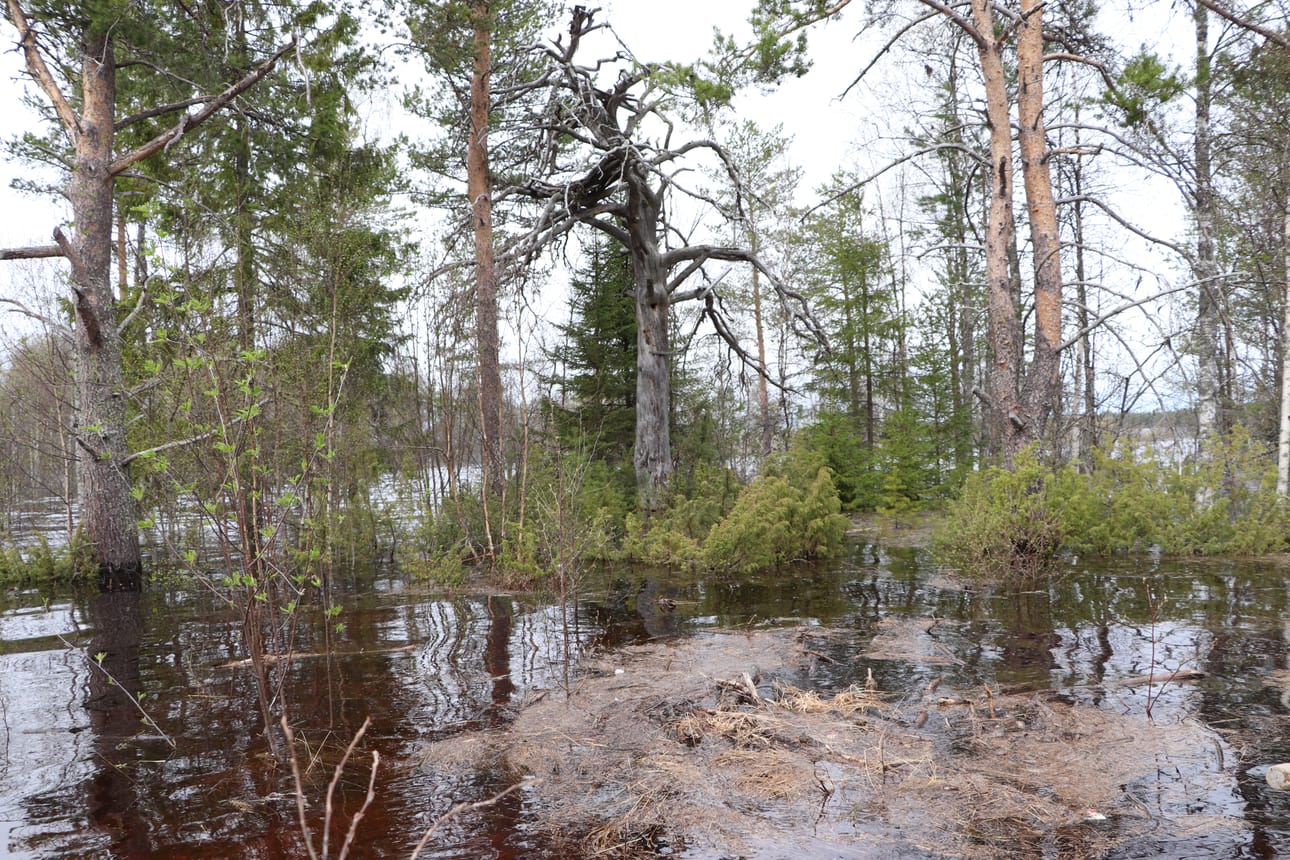 Petäjäkankaantien varresta kuvattua 27.5.2020.