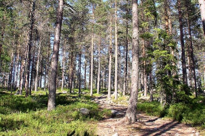 ARKISTOKUVA