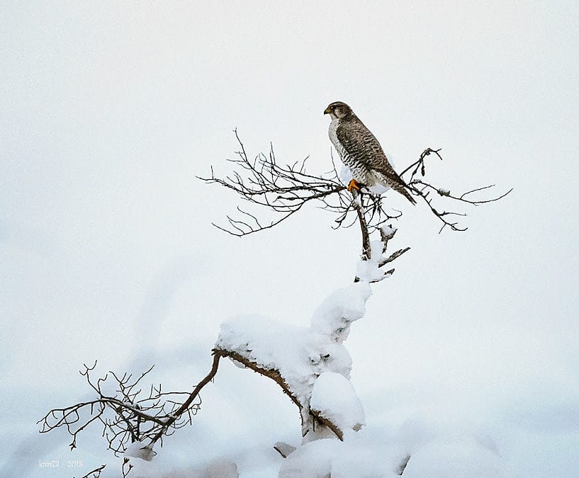 Tunturihaukka on harvinainen lintu, jonka pesintä onnistui kolmannen kerran peräkkäin.