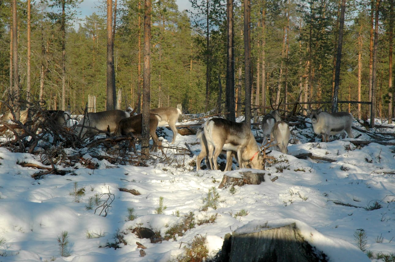 Poronhoito on perinteinen elinkeino, joka ei saa kuihtua ylisuuren petokannan vuoksi.
