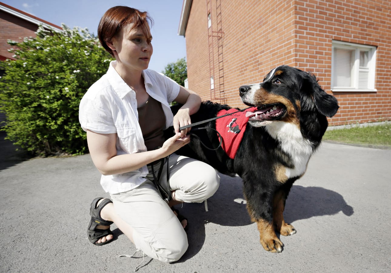 Niina Hekkalan Lyyli-koira pääsi kokeilemaan onnistuneesti sujuneen testauksen jälkeen Hali-Berni-liiviä.