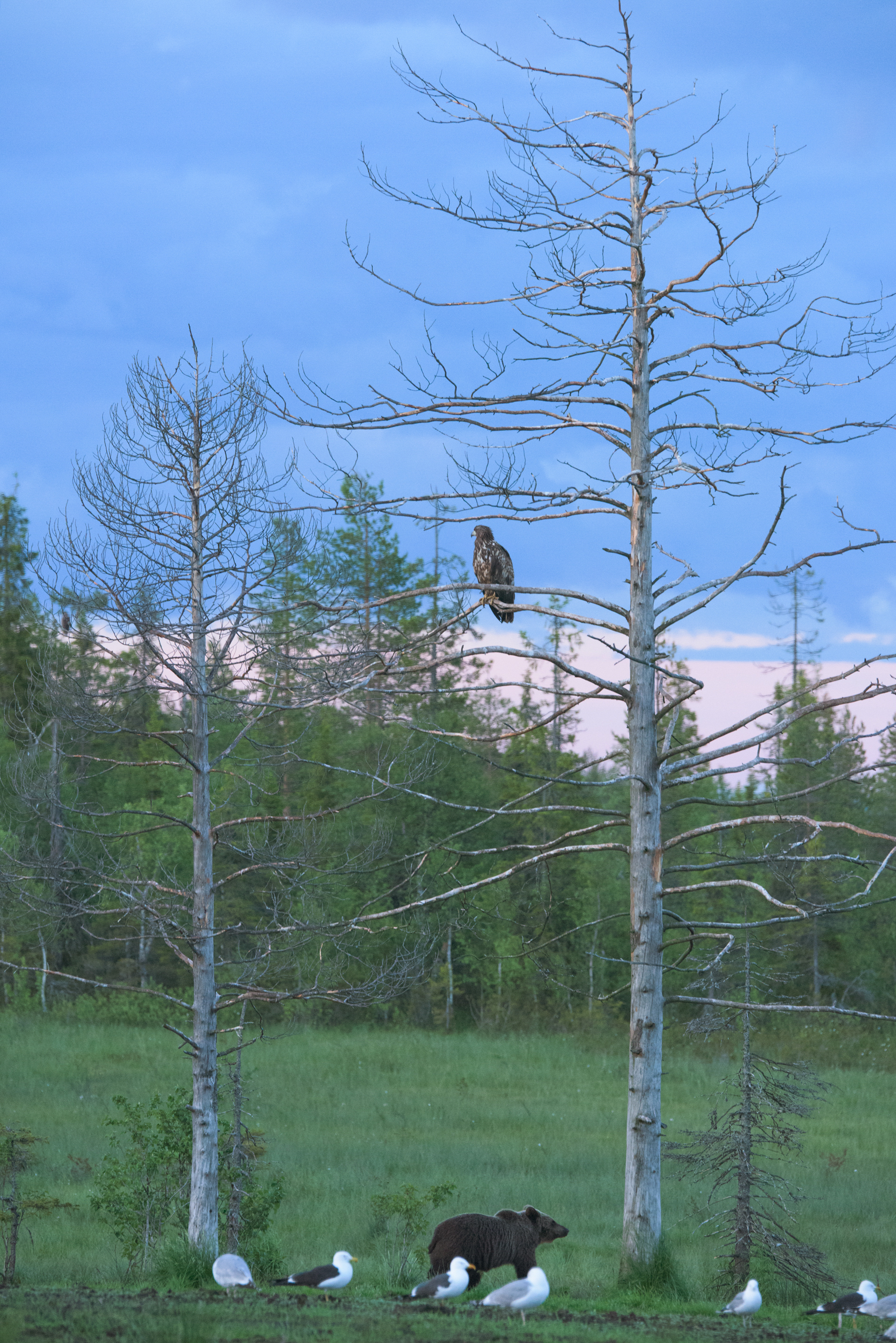 Karhukuvaus Kuusamon kojulla pääsee näkemään myös haukkoja ja kotkia.
