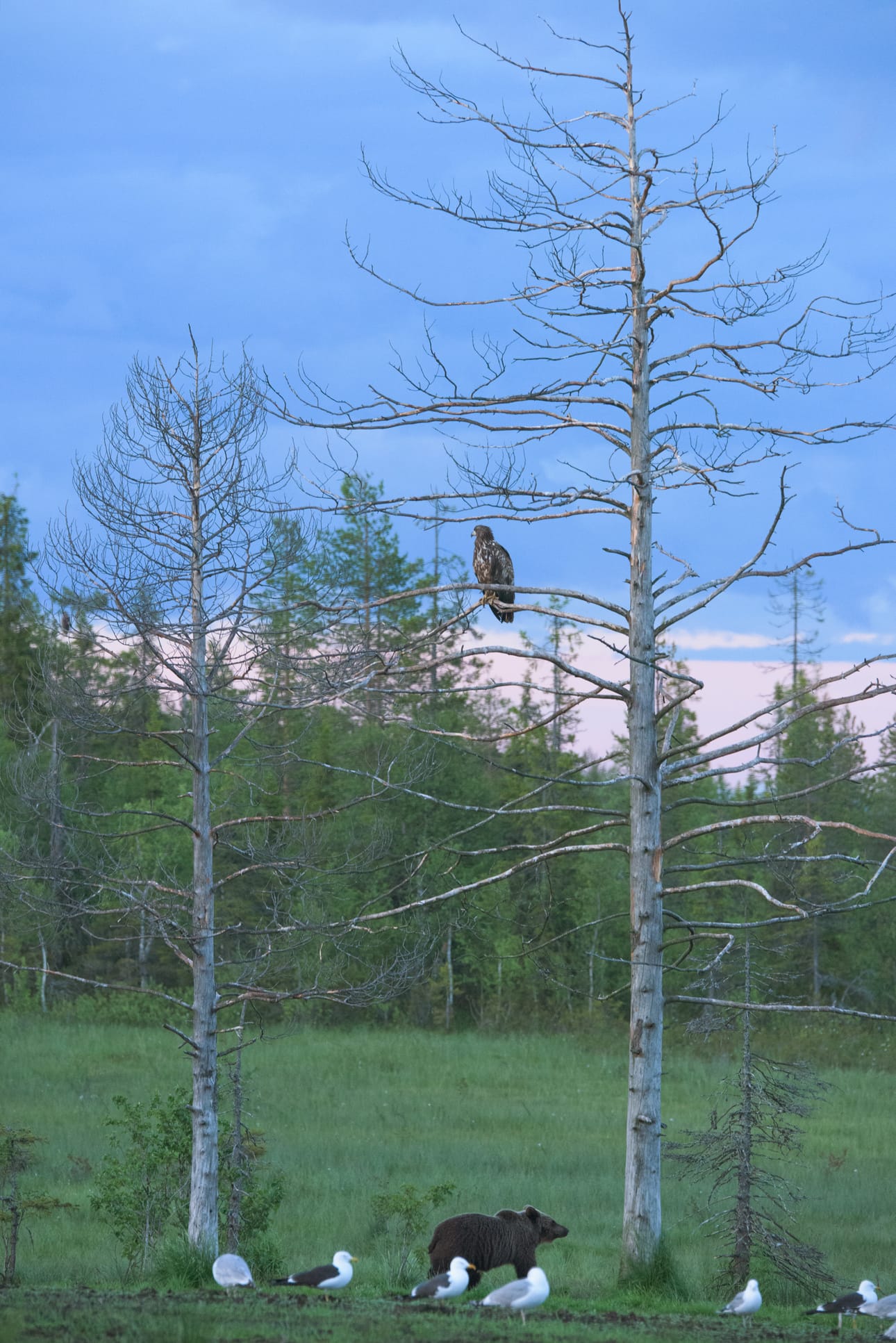 Karhukuvaus Kuusamon kojulla pääsee näkemään myös haukkoja ja kotkia.