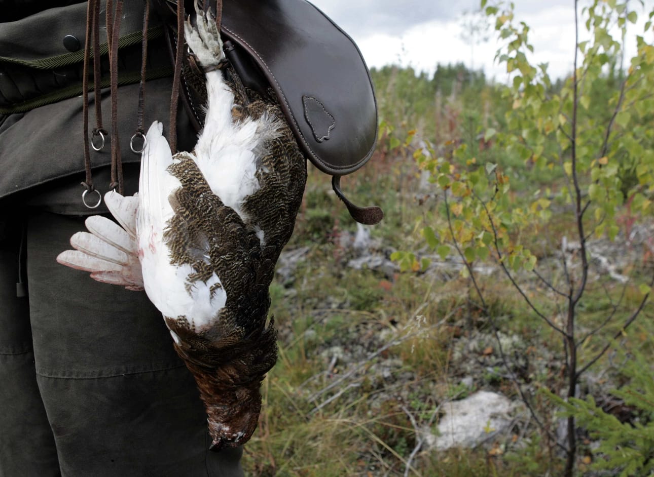 Metsäkanalintujen eli metson, teeren, pyyn, riekon ja kiirunan metsästys alkaa tänään. LEHTIKUVA / Jussi Nukari