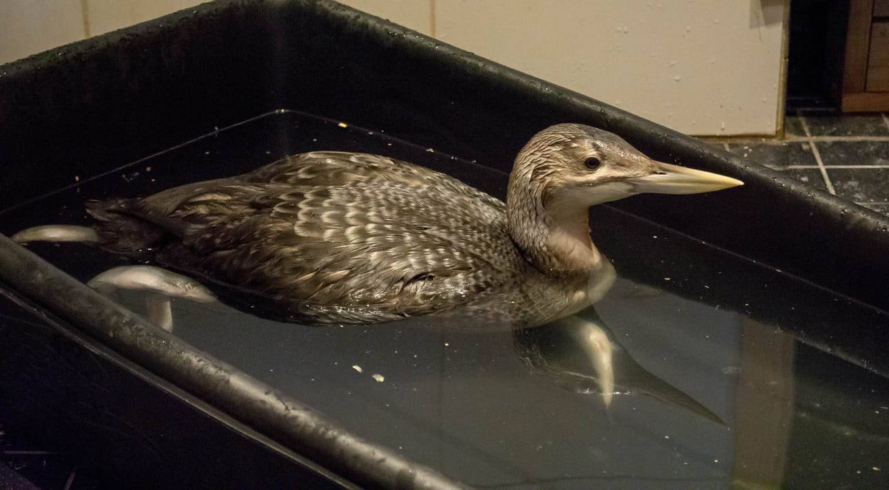 Raaheen eksynyt jääkuikka sai nimekseen Kipa. Sen verran kipakka tapaus se oli. Jääkuikka on suurin kuikkalintu. Raahesta löytynyt lintu painoi neljä kiloa.