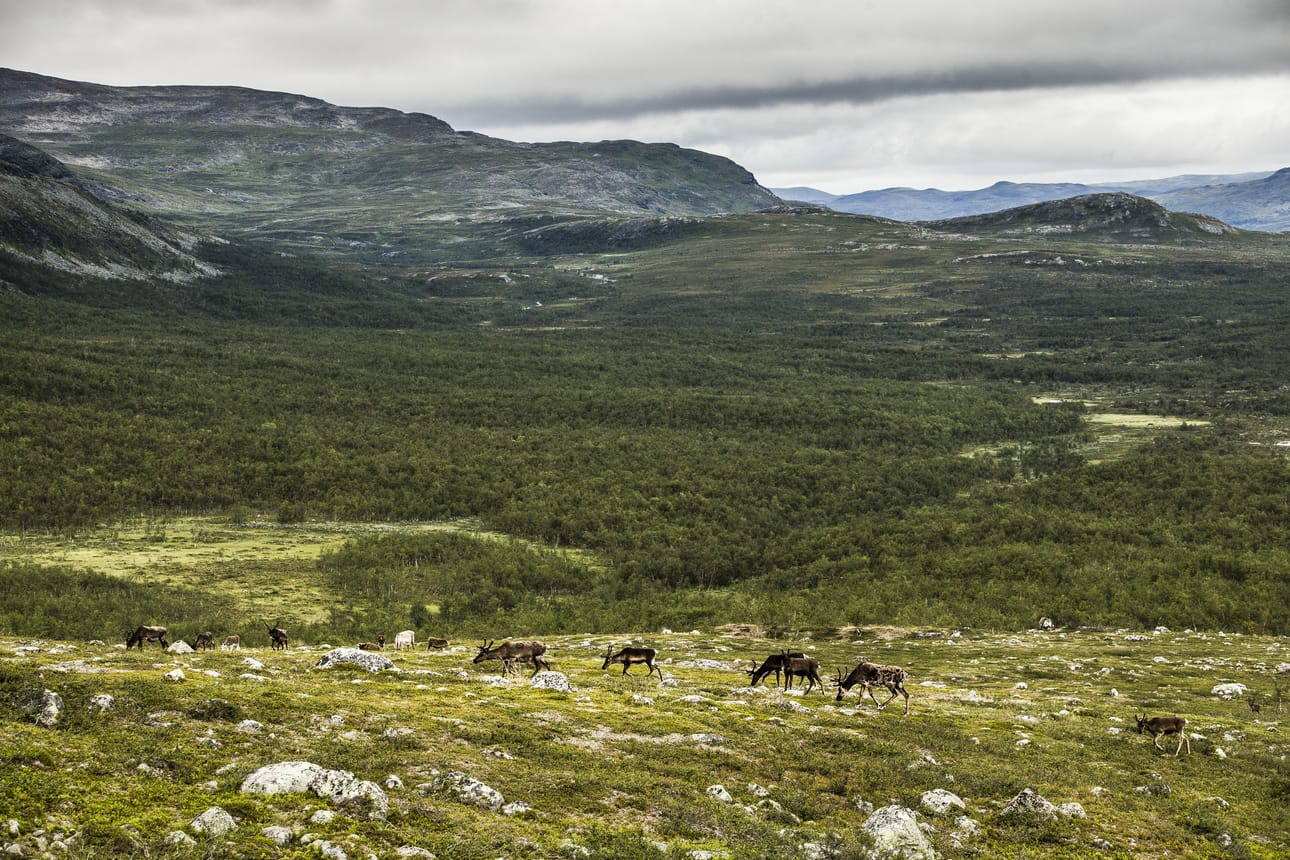 Viime vuonna Metsähallitus aloitti Käsivarren paliskunnan ja paikallisen poronomistajan kanssa kokeilu, jossa poroja houkuteltiin pois Mallalta räkkäsuojalla.