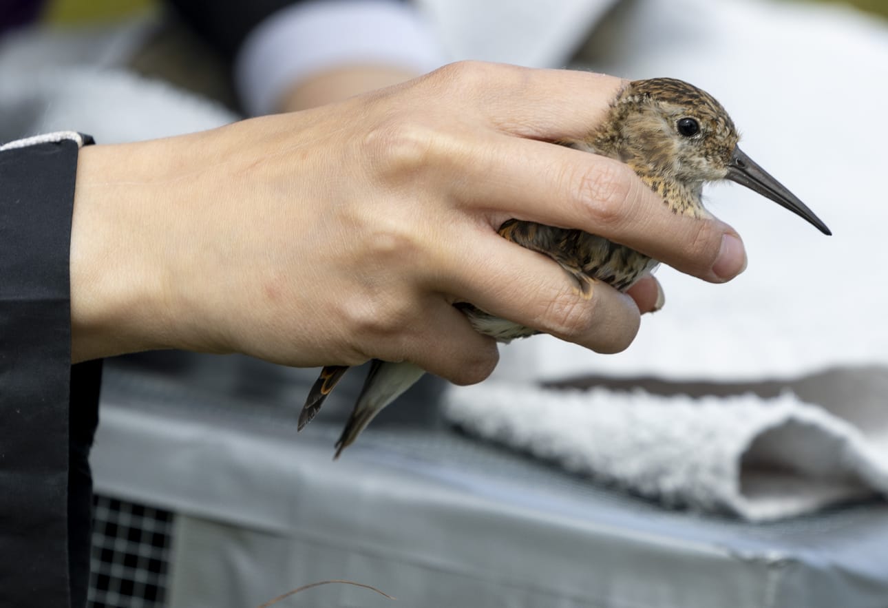 Etelänsuosirrin poikaset ovat viettäneet ensimmäisen elinkuukautensa Elina Pallaspuron ja Milka Koskelan hoidossa. Nyt ne palautetaan takaisin luontoon.