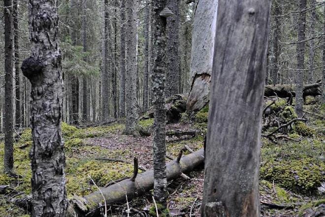 Lahopuut ovat tärkeä osa metsää ja sen hyvinvointia. Yhdessä lahopuussa voi elää jopa 800 eri lajia. KUVA: Pekka Rajala