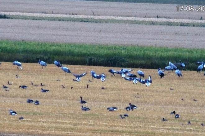 Söderfjärdeniin kerääntyy tulevina viikkoina valtavat määrät kurkia. Kurkia voi seurata tavallisesti ainakin lokakuuhun asti. KUVA: BIRDLIFE SUOMI