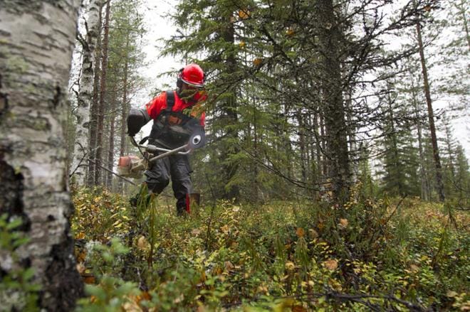 Sahuri Jari Karjalainen Piiraisen Viherpalvelusta sahaa kymmenen neliön kokoista kunttaa rullattavaksi kainuulaisesta metsästä. Kausi päättyy lumen tuloon. Kuva: Juha Neuvonen